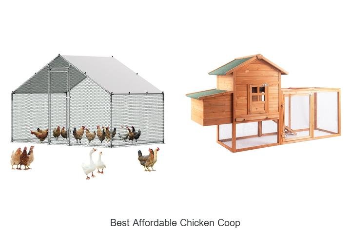Top Picks for the Best Affordable Chicken Coop