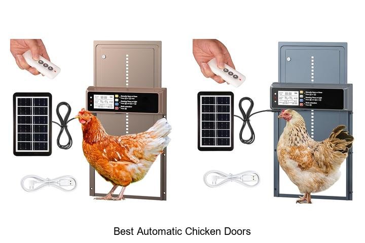 Discover the Best Automatic Chicken Doors Now!
