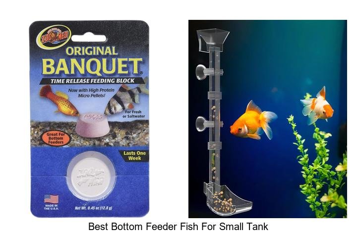 Top 5 Bottom Feeder Fish Perfect for Small Tanks!