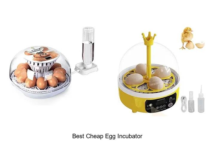 Uncover the Best Cheap Egg Incubator Deals Now!