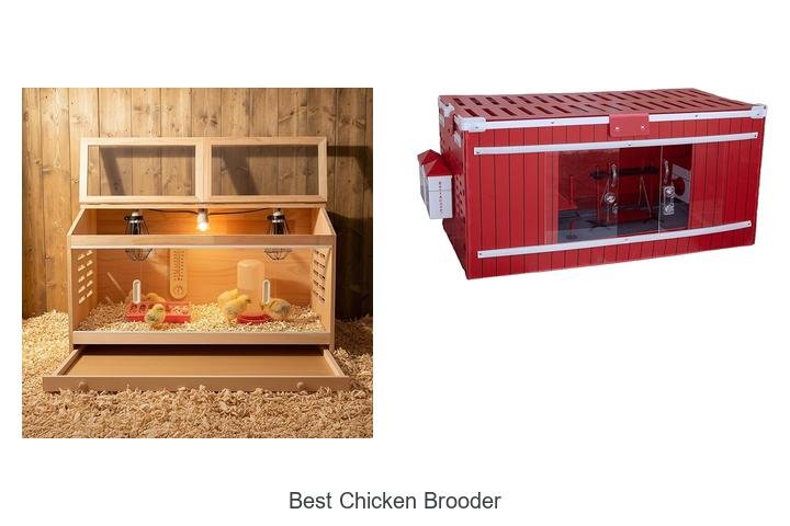 Ultimate Guide to the Best Chicken Brooder Setup