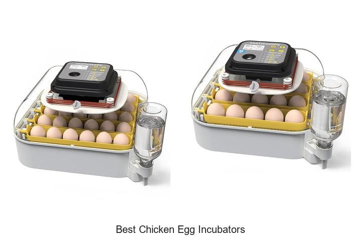 Top 5 Best Chicken Egg Incubators Revealed!