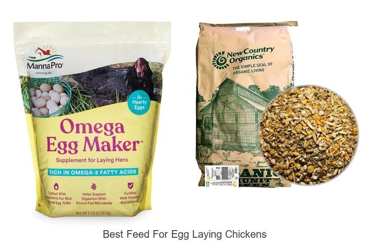 Top Feed Choices for Maximum Egg Production