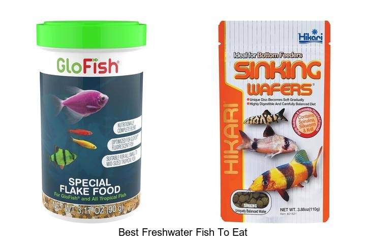 Top 7 Best Freshwater Fish to Eat – Delicious Picks!