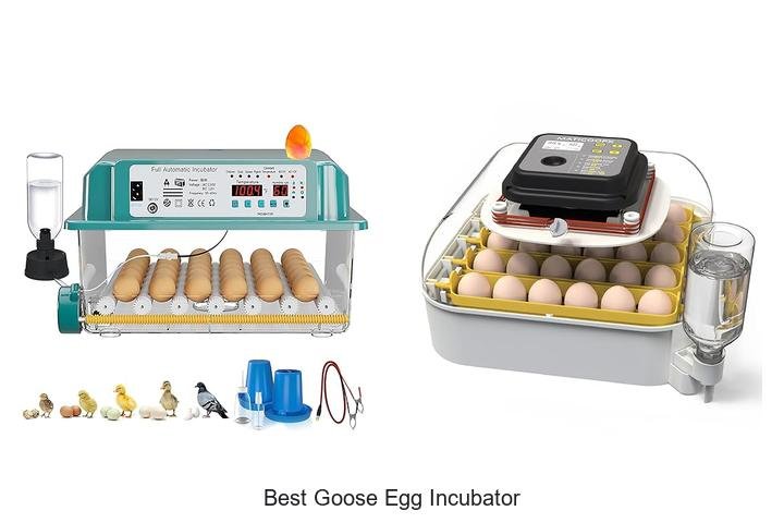 Discover the Best Goose Egg Incubator Now!