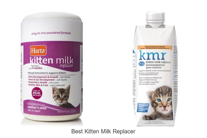 Ultimate Guide to the Best Kitten Milk Replacer!