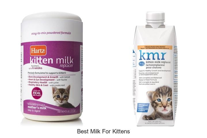 Discover the Absolute Best Milk for Kittens Now!