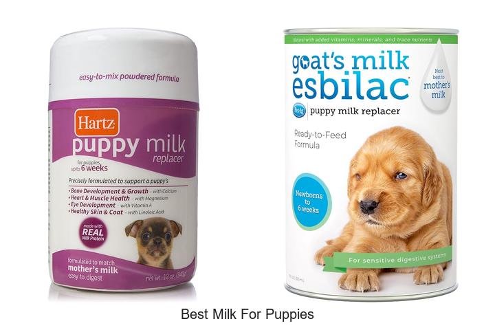 Discover the Best Milk for Puppies – Vet Approved!