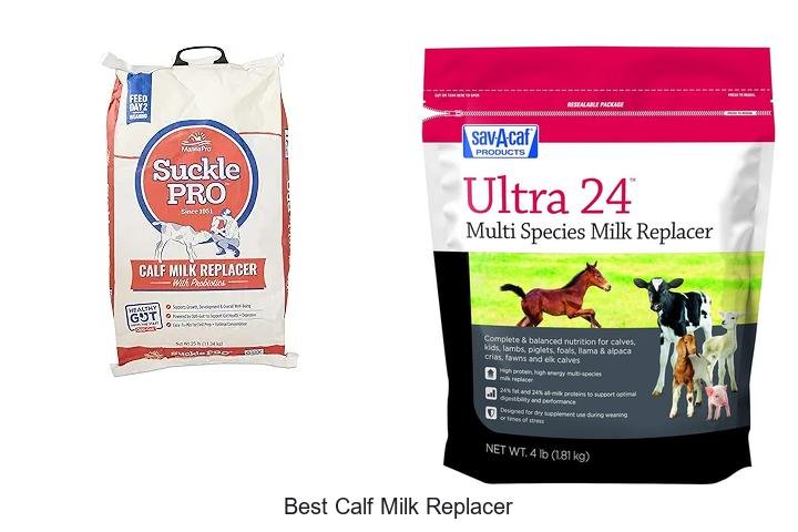 Discover the Secret to Best Calf Milk Replacer!