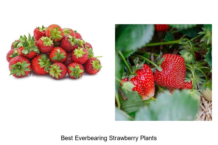 Discover the Best Everbearing Strawberry Plants!