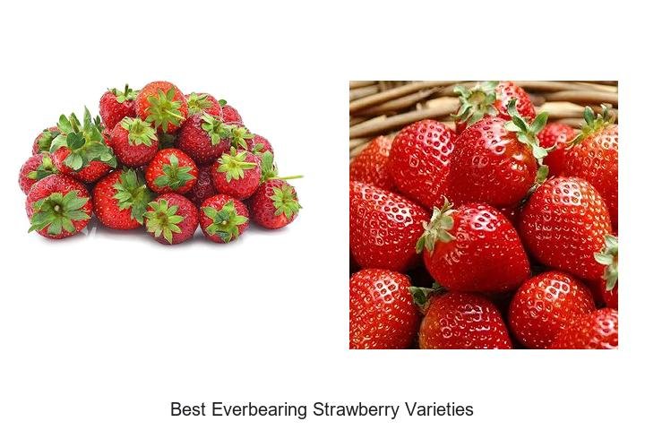Discover the Best Everbearing Strawberry Varieties!