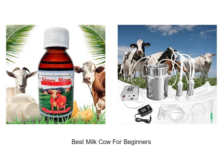 Discover the Best Milk Cow for New Farmers!