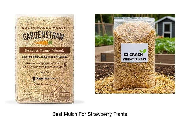 Best Mulch for Strawberry Plants You Need Now!